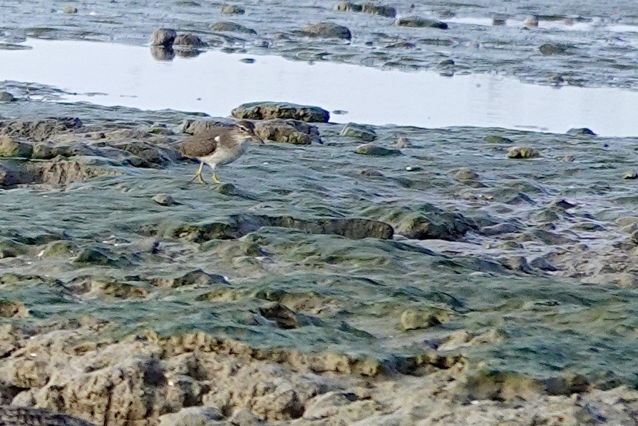 Spotted Sandpiper - ML645278182