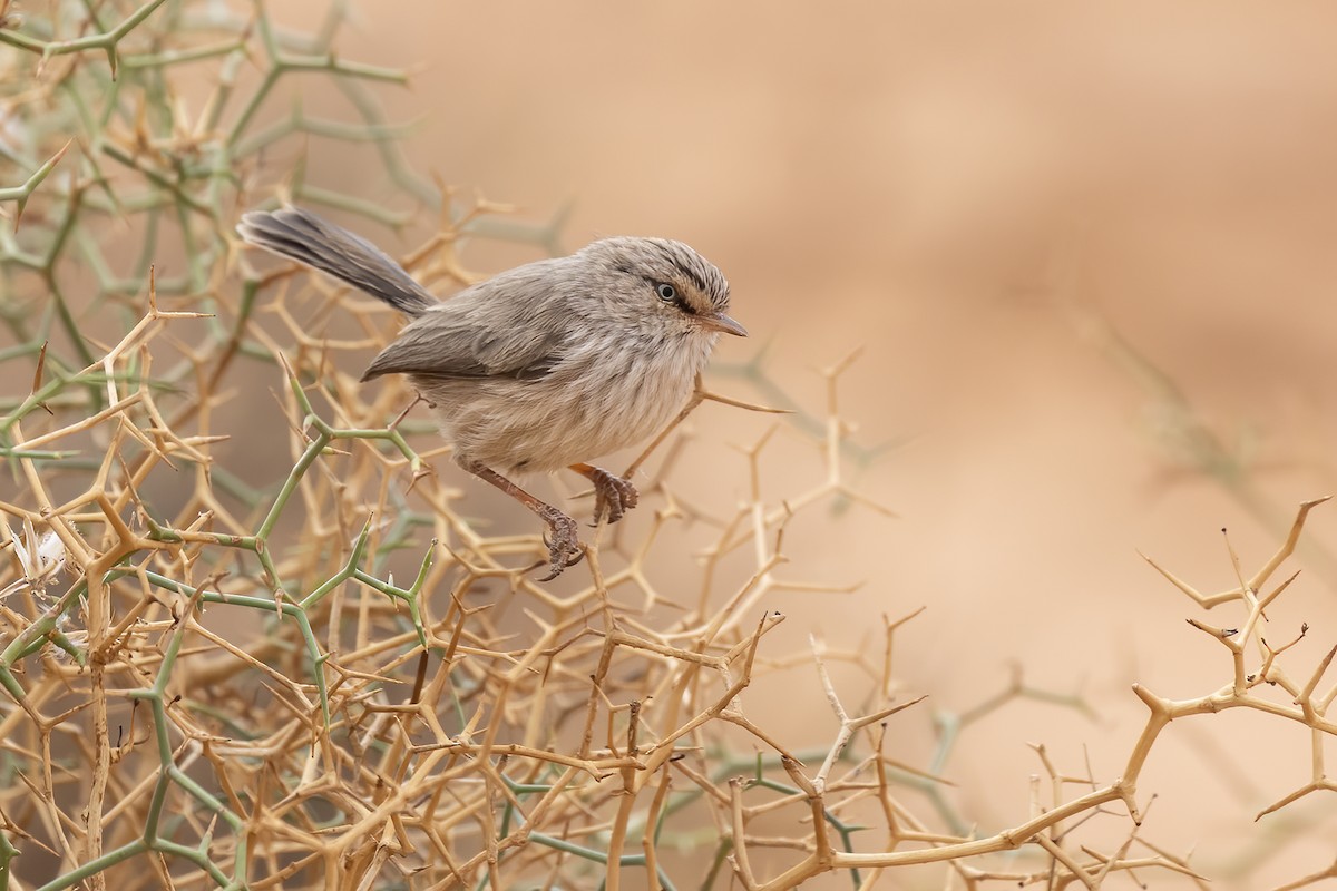Scrub Warbler (Western) - ML645278183