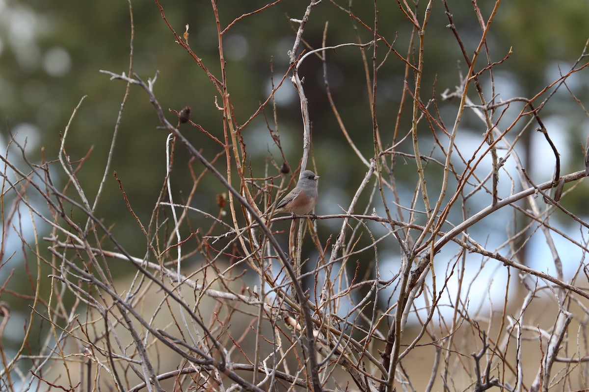 Dark-eyed Junco (Pink-sided) - ML645278186