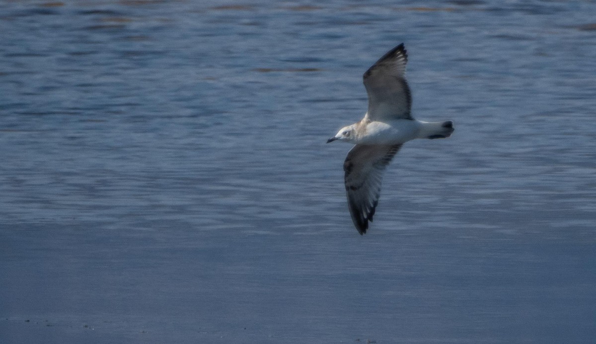 Mediterranean Gull - ML645278187