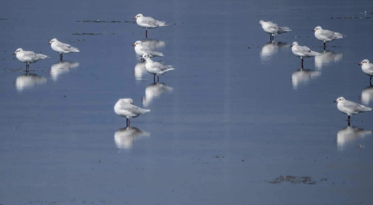 Mediterranean Gull - ML645278188