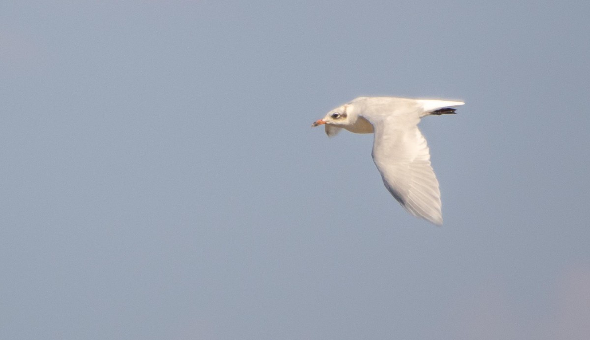 Mediterranean Gull - ML645278189