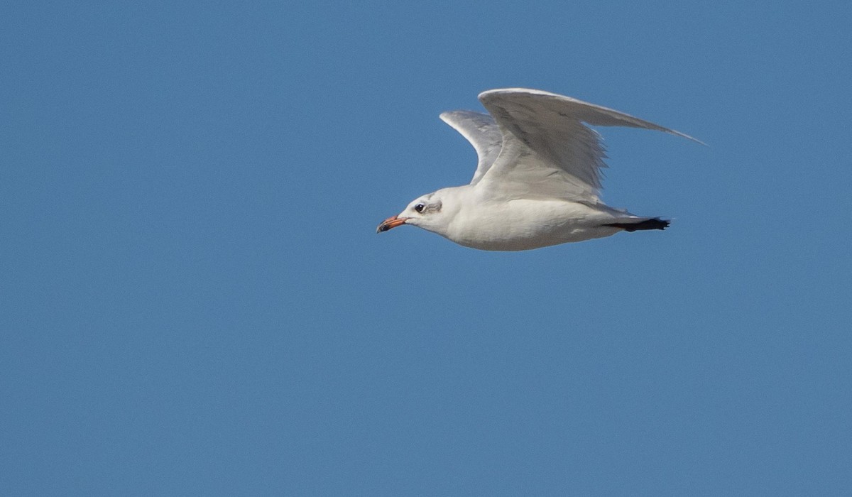 Mediterranean Gull - ML645278190