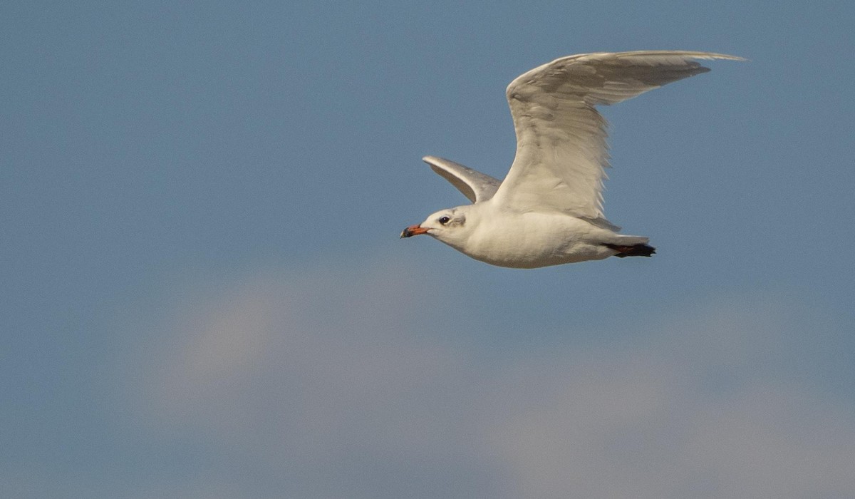 Mediterranean Gull - ML645278191