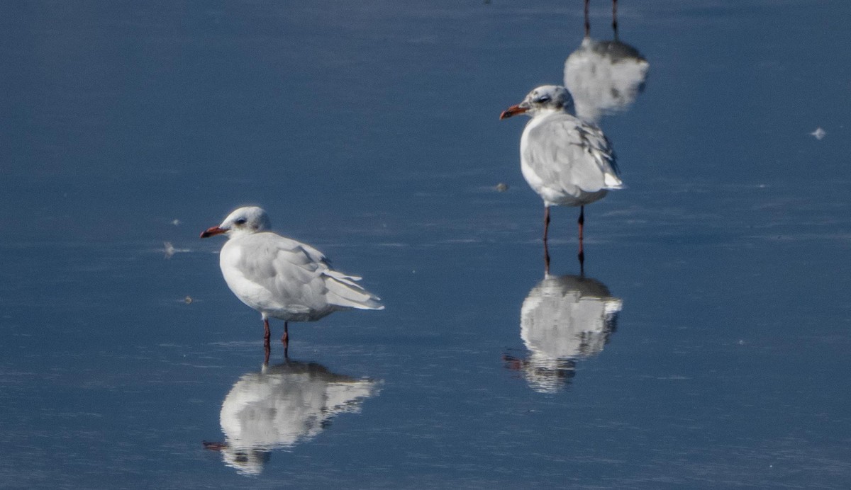 Mediterranean Gull - ML645278192