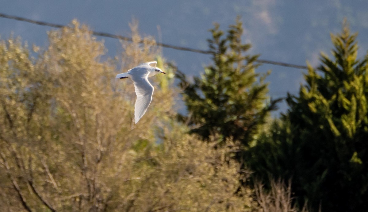 Mediterranean Gull - ML645278193