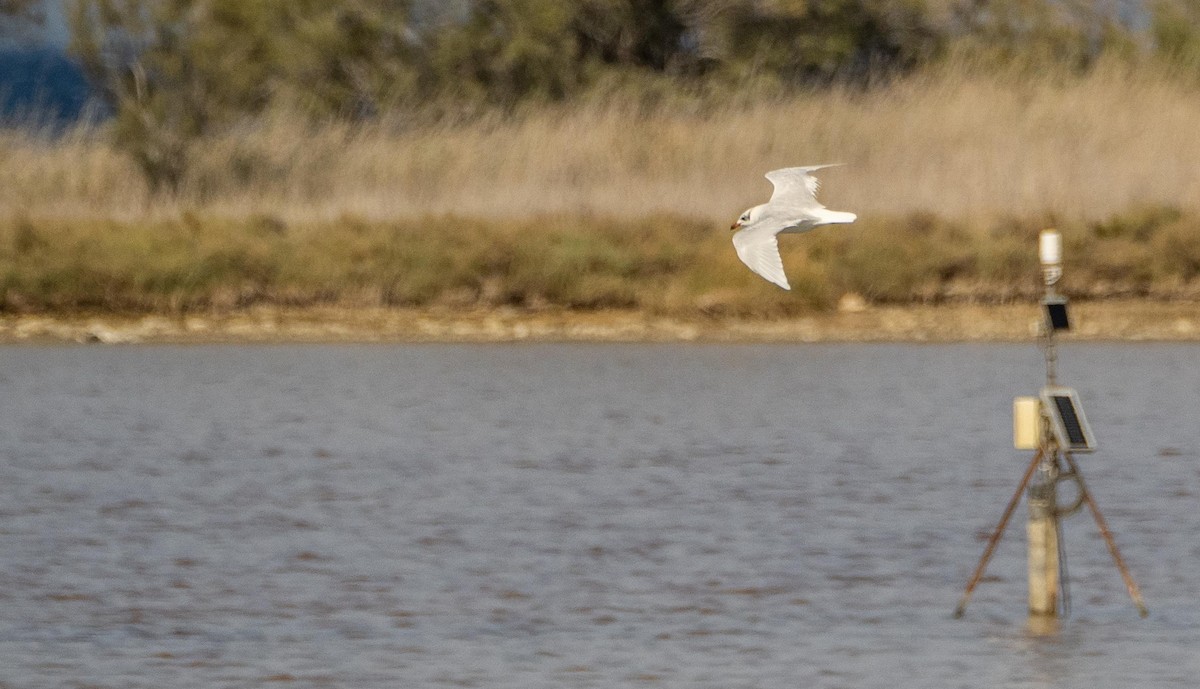 Mediterranean Gull - ML645278194