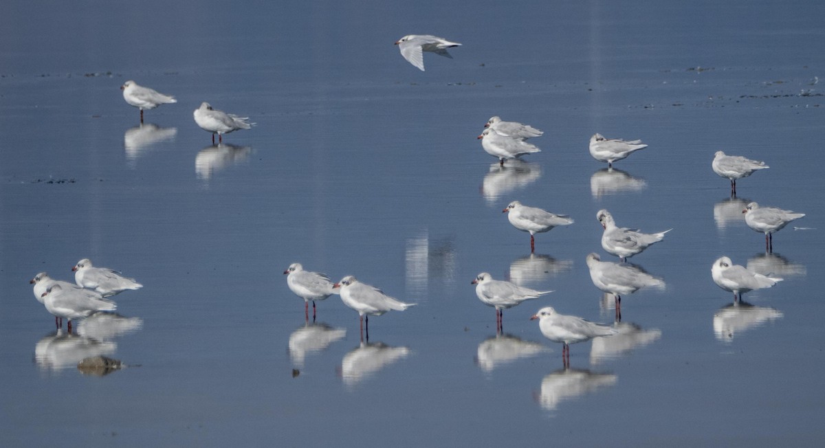 Mediterranean Gull - ML645278195