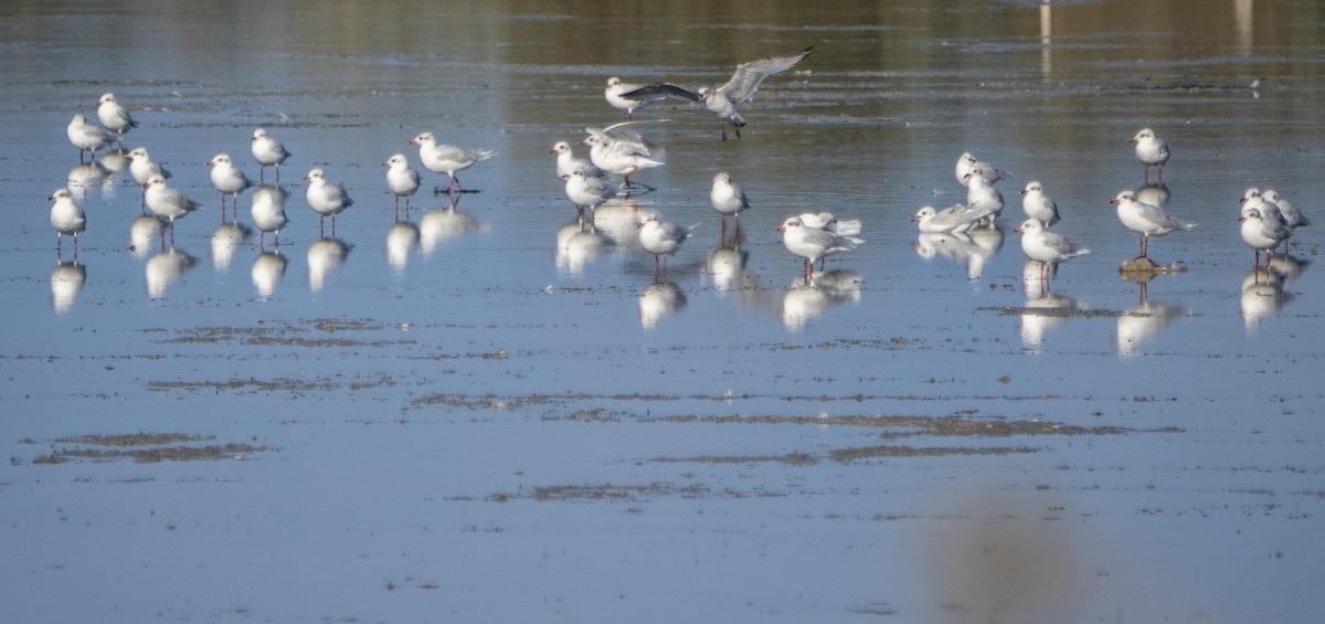 Mediterranean Gull - ML645278196