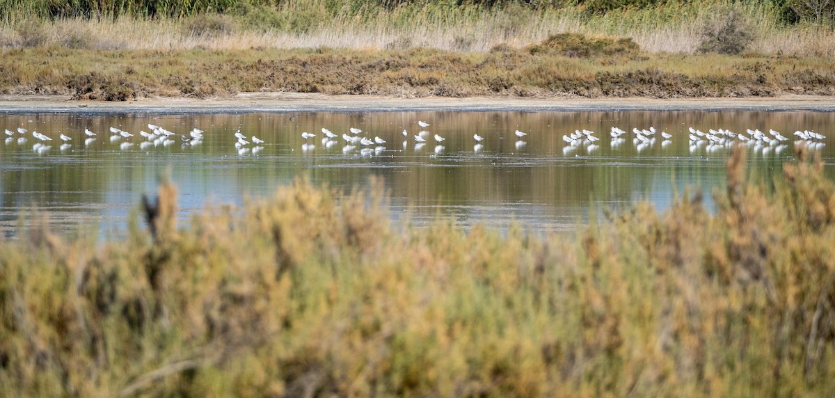 Mediterranean Gull - ML645278197