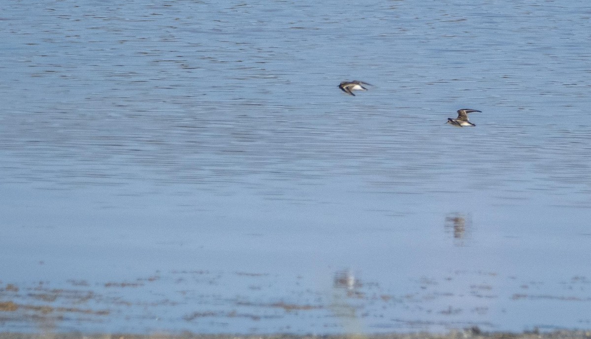 ヨーロッパトウネン - ML645278199