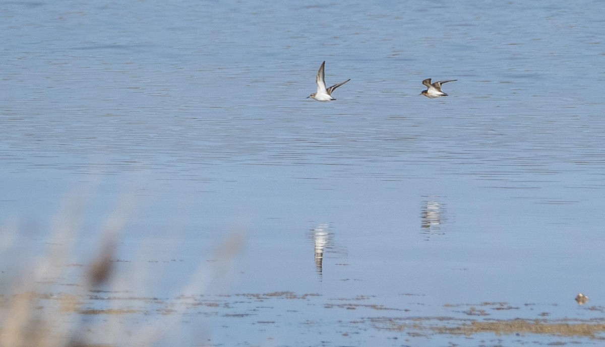 ヨーロッパトウネン - ML645278201