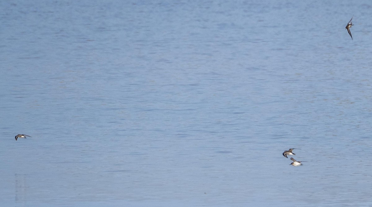 ヨーロッパトウネン - ML645278202