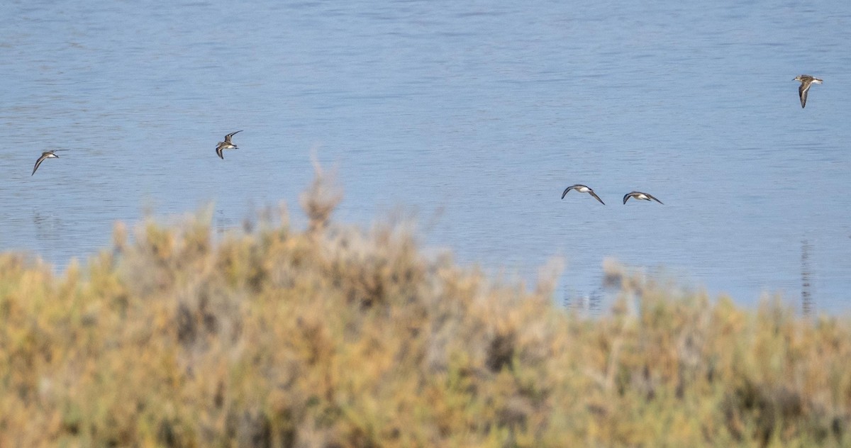 ヨーロッパトウネン - ML645278203