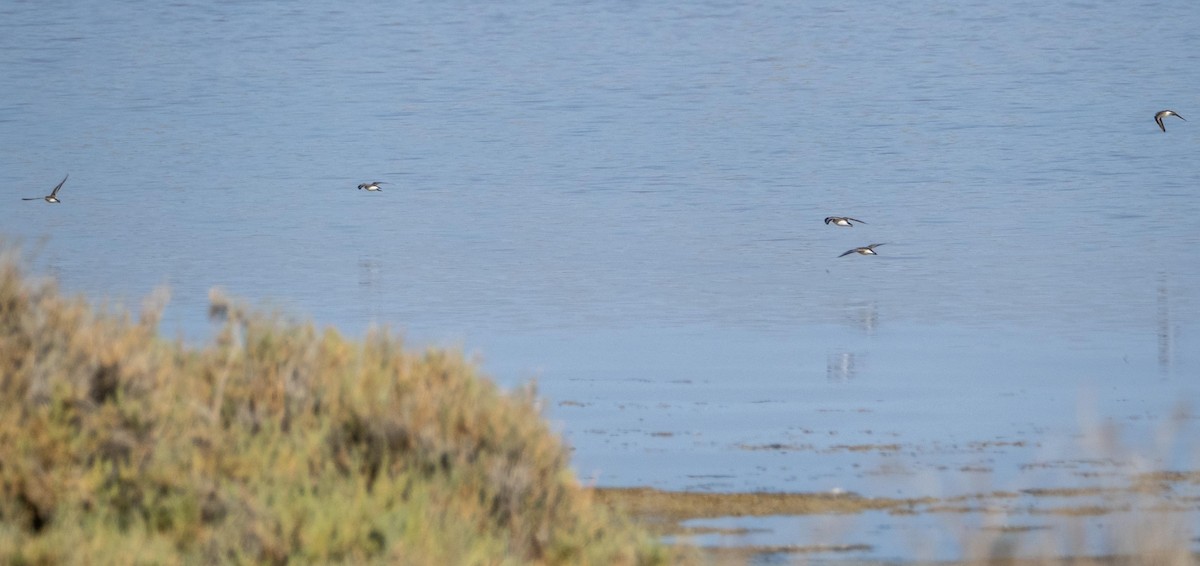 ヨーロッパトウネン - ML645278204