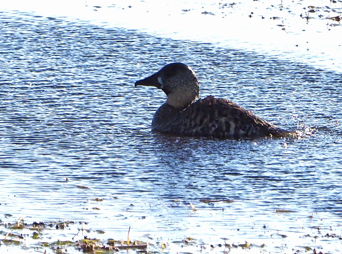 White-backed Duck - ML645278210
