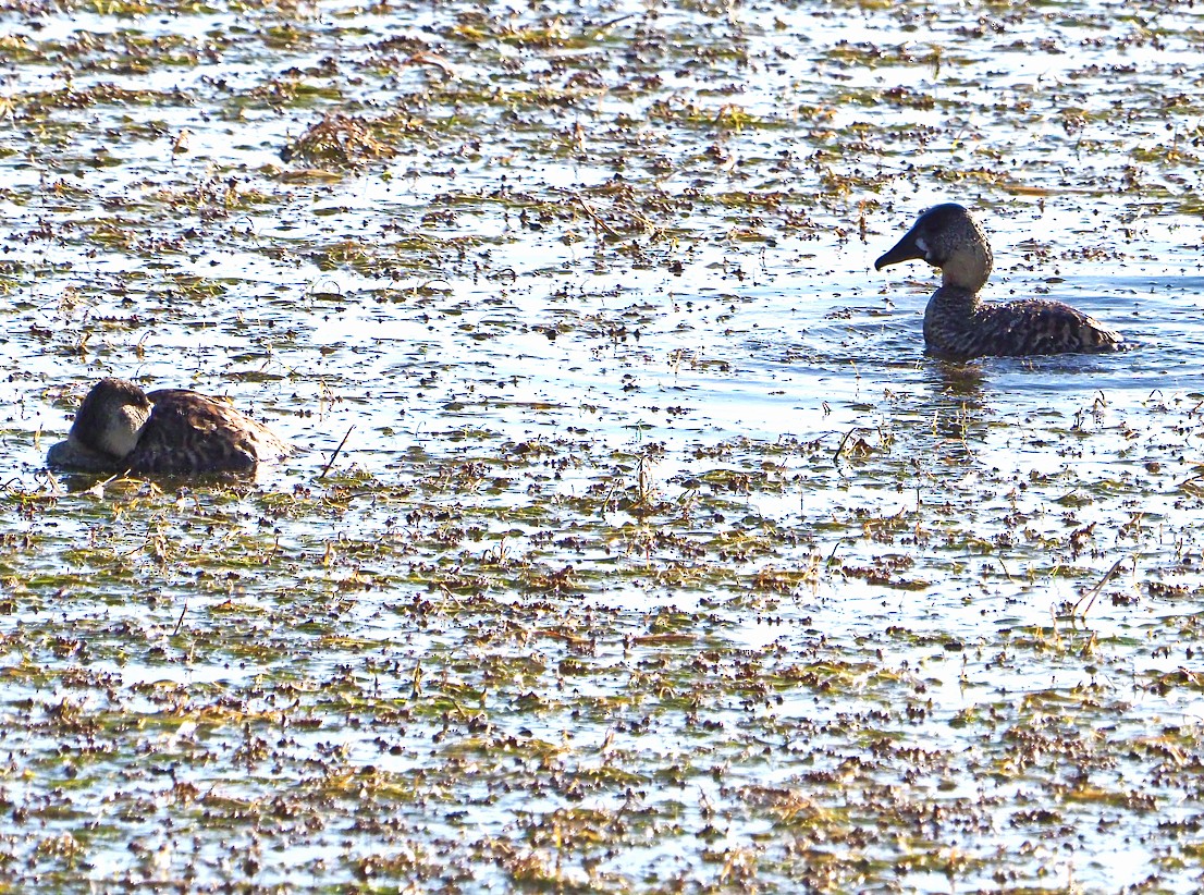 White-backed Duck - ML645278211