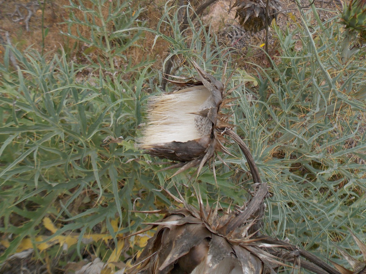 Gray-hooded Sierra Finch - ML645278233