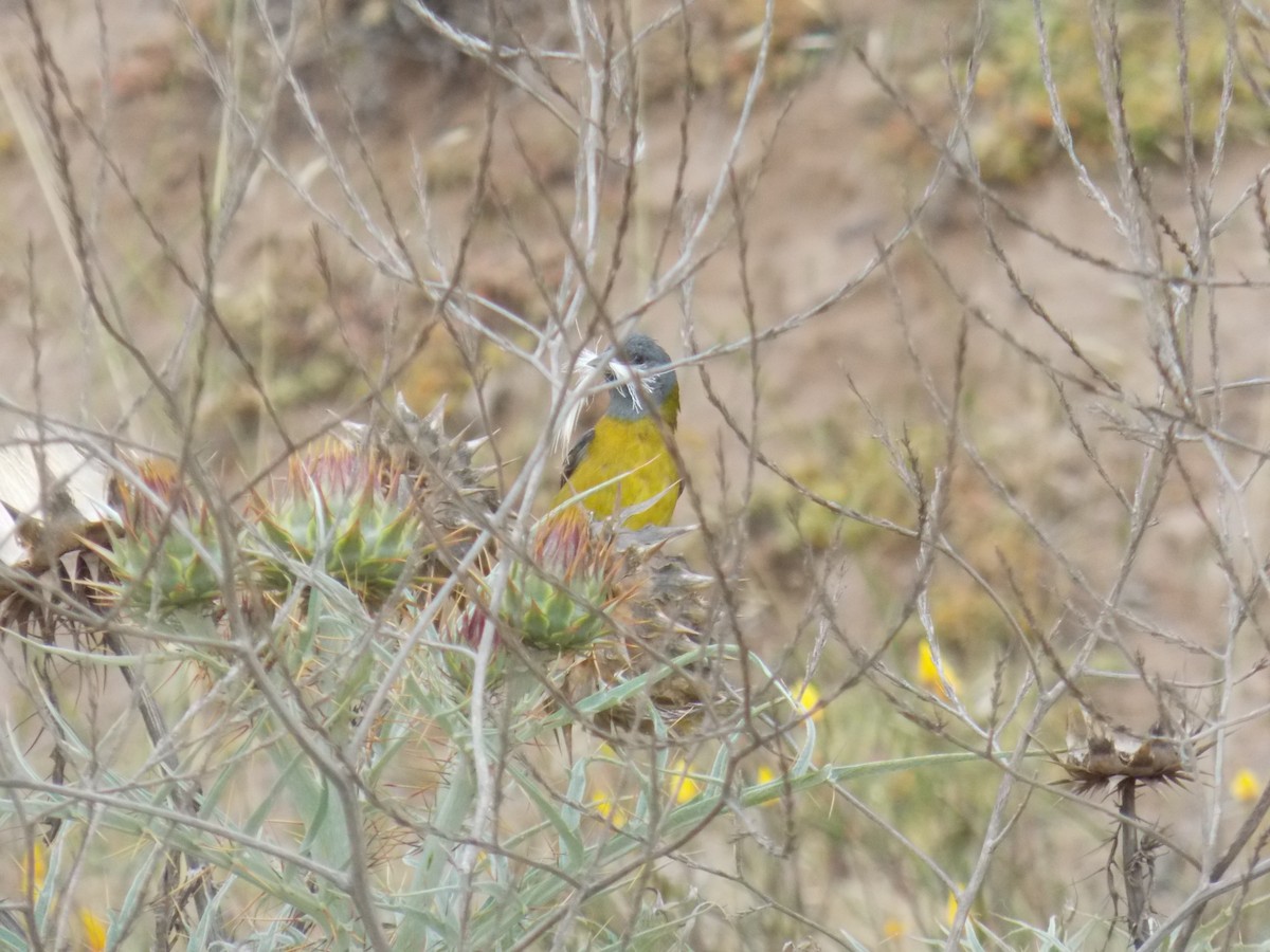 Gray-hooded Sierra Finch - ML645278234