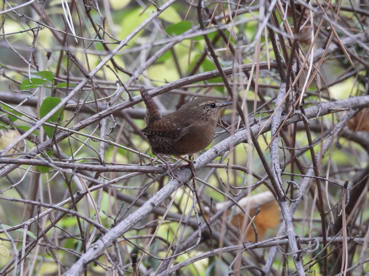Pacific Wren - ML645278243