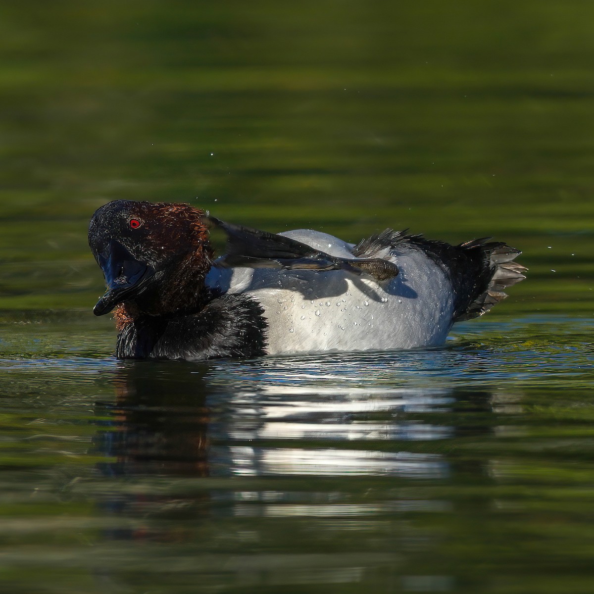 Büyük Elmabaş - ML645278244