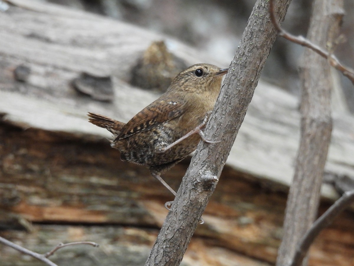 Pacific Wren - ML645278245