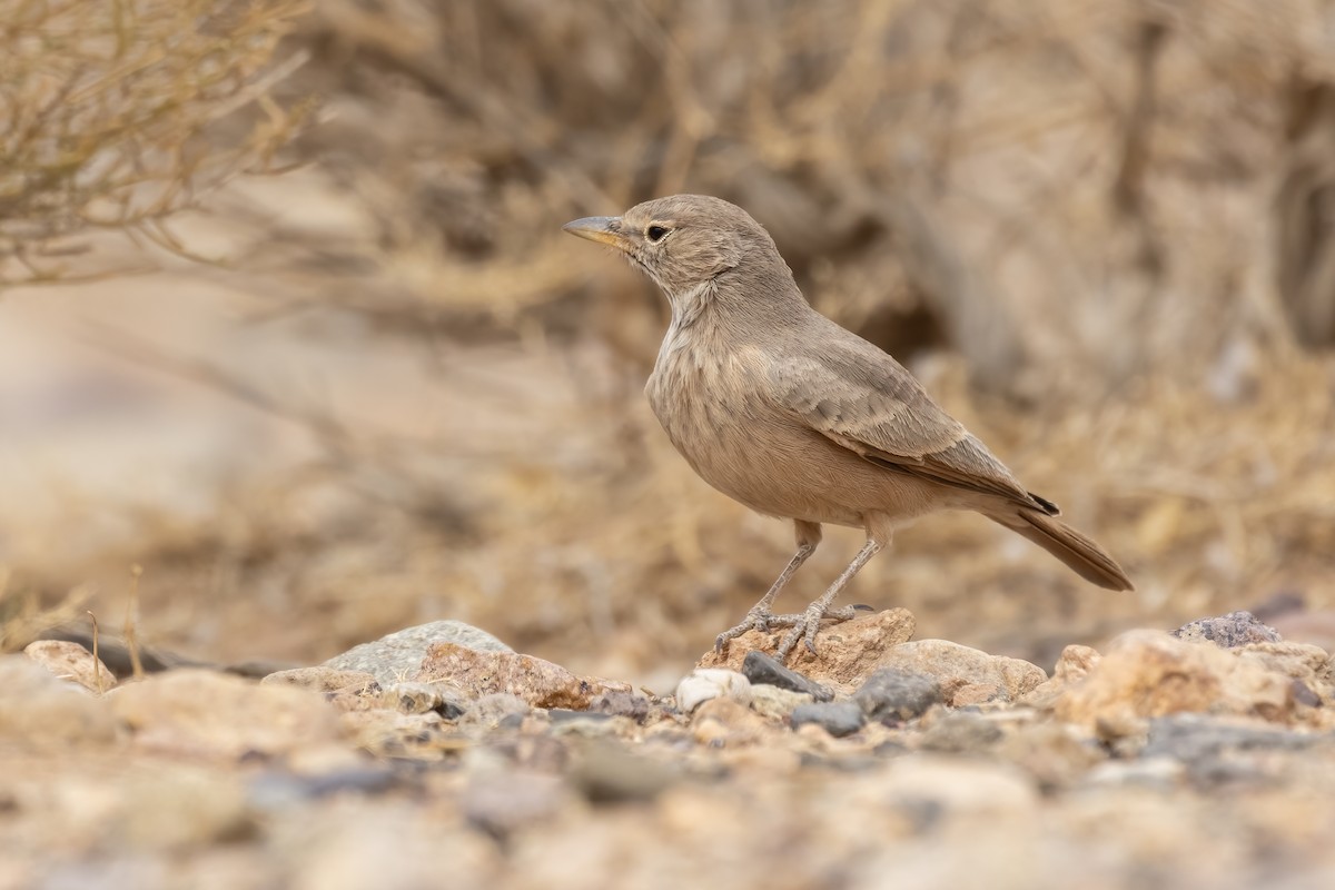 Desert Lark - ML645278246