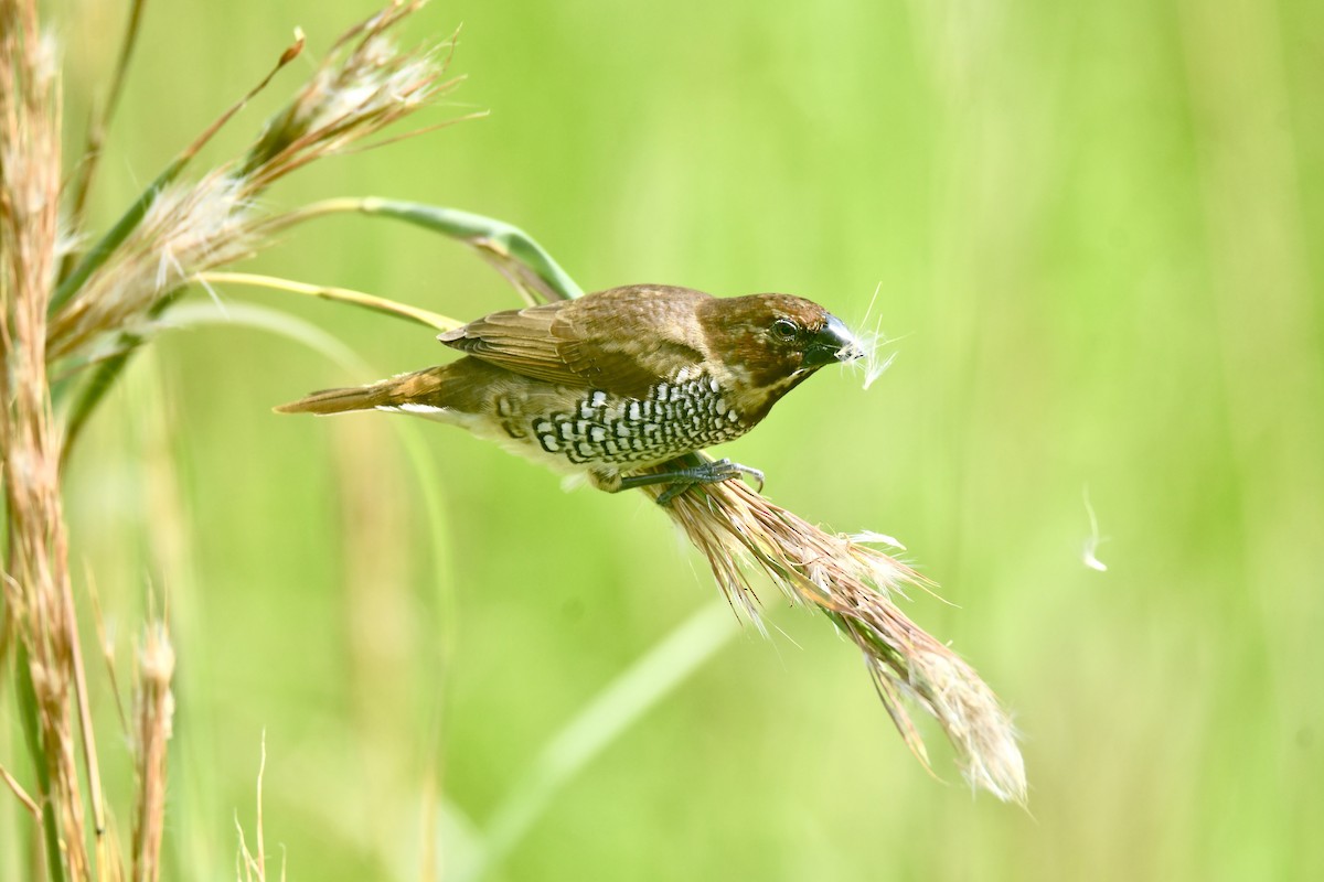 Scaly-breasted Munia - ML645278247