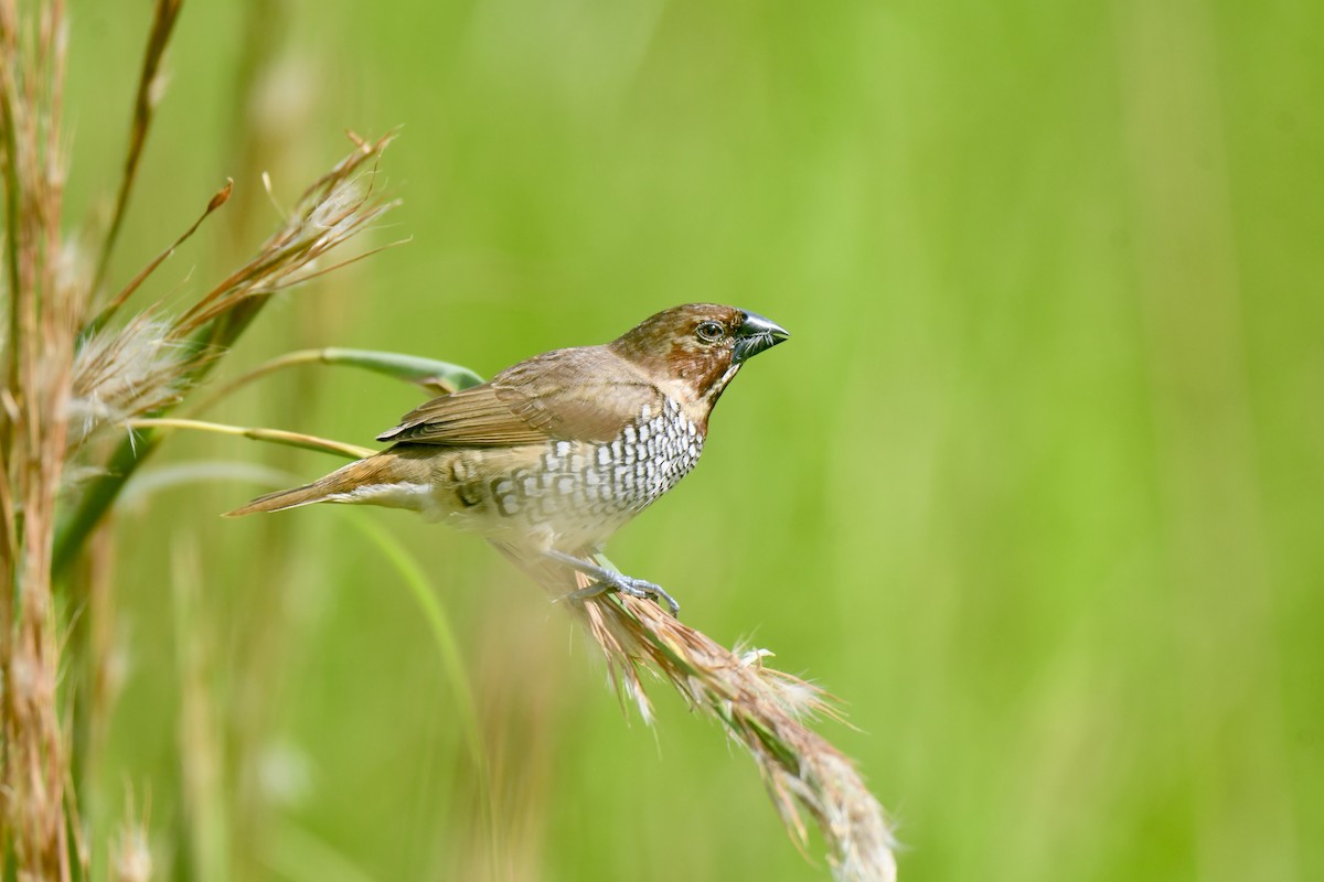 Scaly-breasted Munia - ML645278248