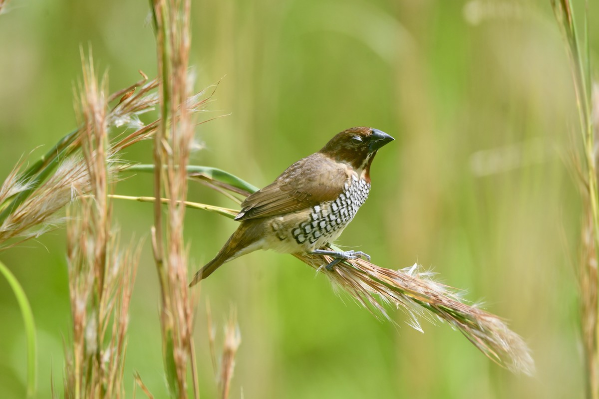 Scaly-breasted Munia - ML645278249