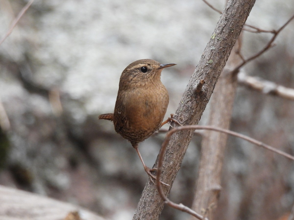 Pacific Wren - ML645278250