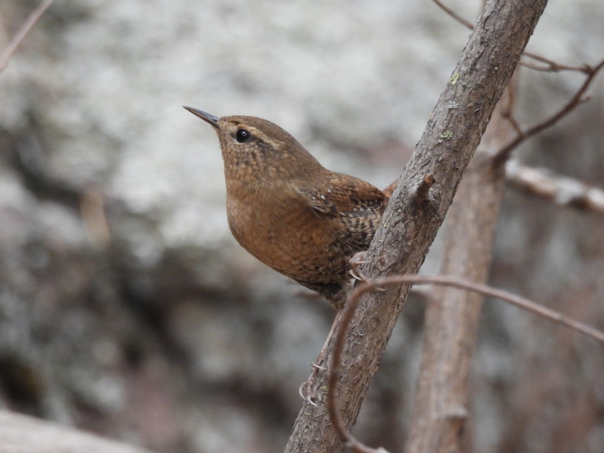 Pacific Wren - ML645278252