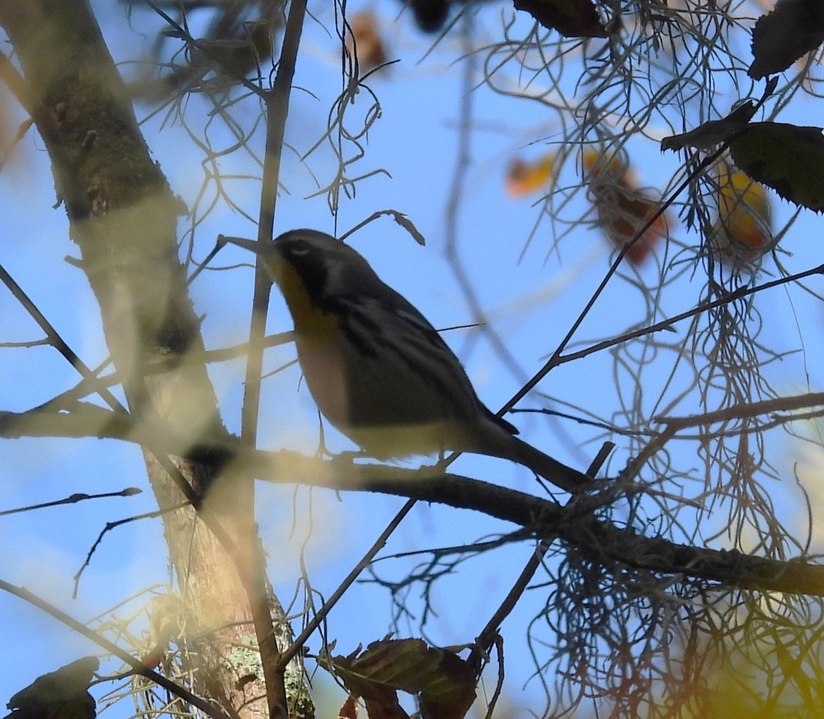 Goldkehl-Waldsänger - ML645278266
