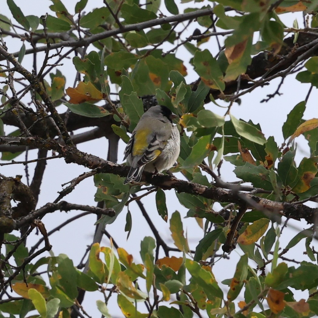 Lawrence's Goldfinch - ML645278273