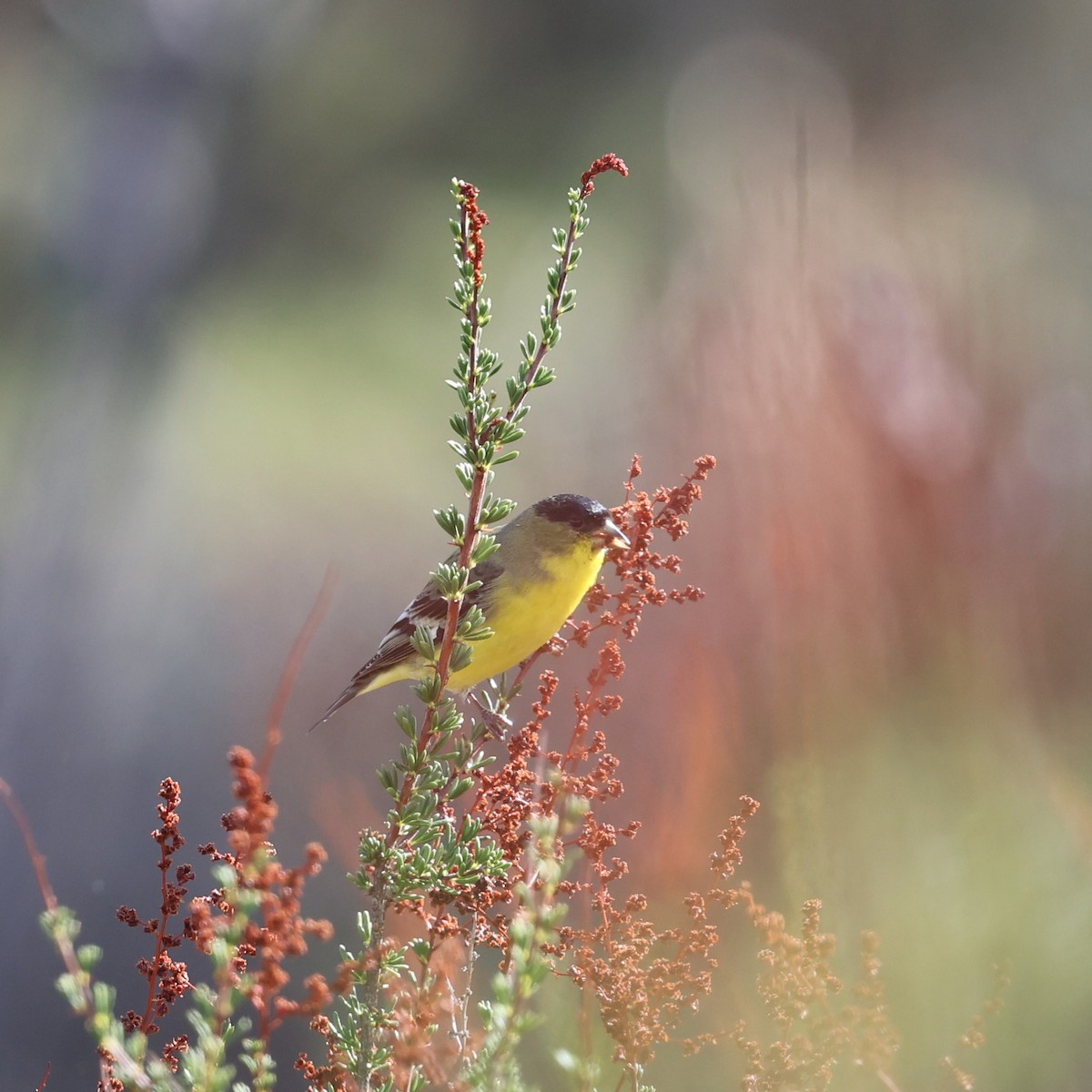 Lesser Goldfinch - ML645278292