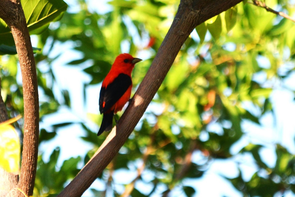 Piranga gorri-beltza - ML645278298