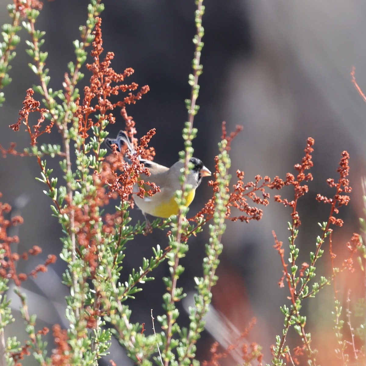 Lawrence's Goldfinch - ML645278307