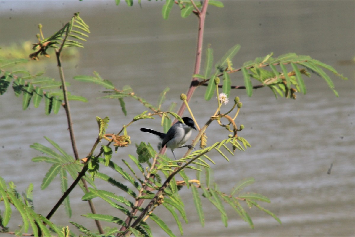 leskot tropický - ML645278313