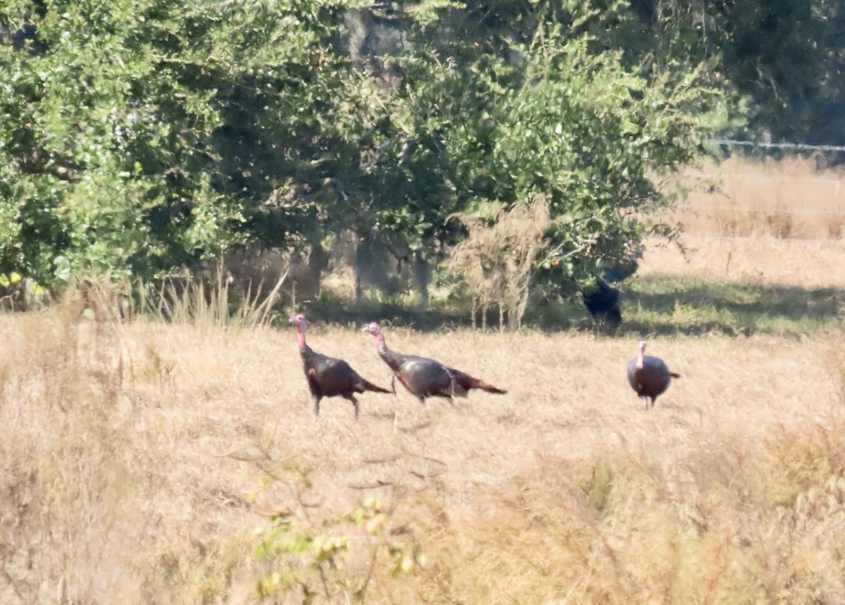 Wild Turkey - ML645278317