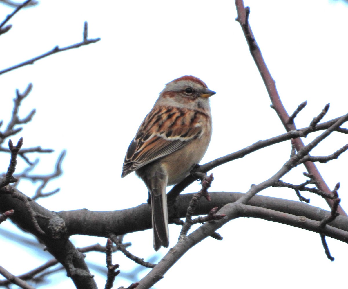 American Tree Sparrow - ML645278319