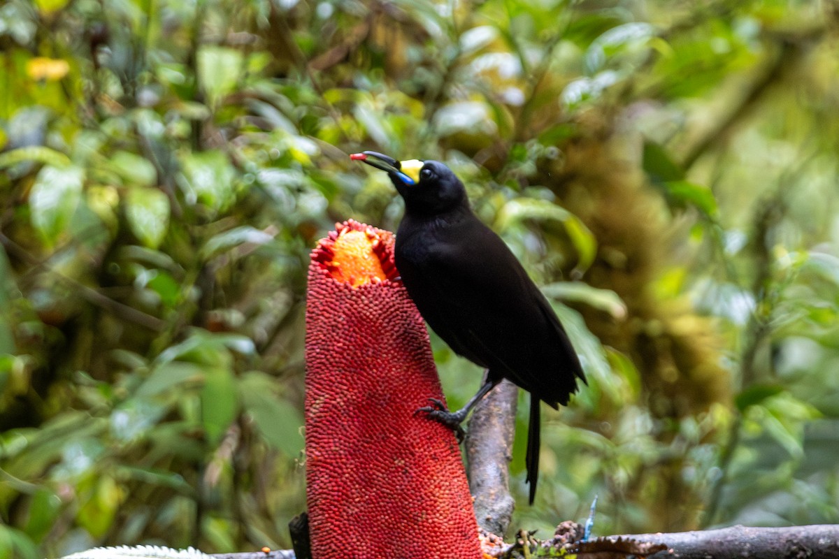 Long-tailed Paradigalla - ML645278326