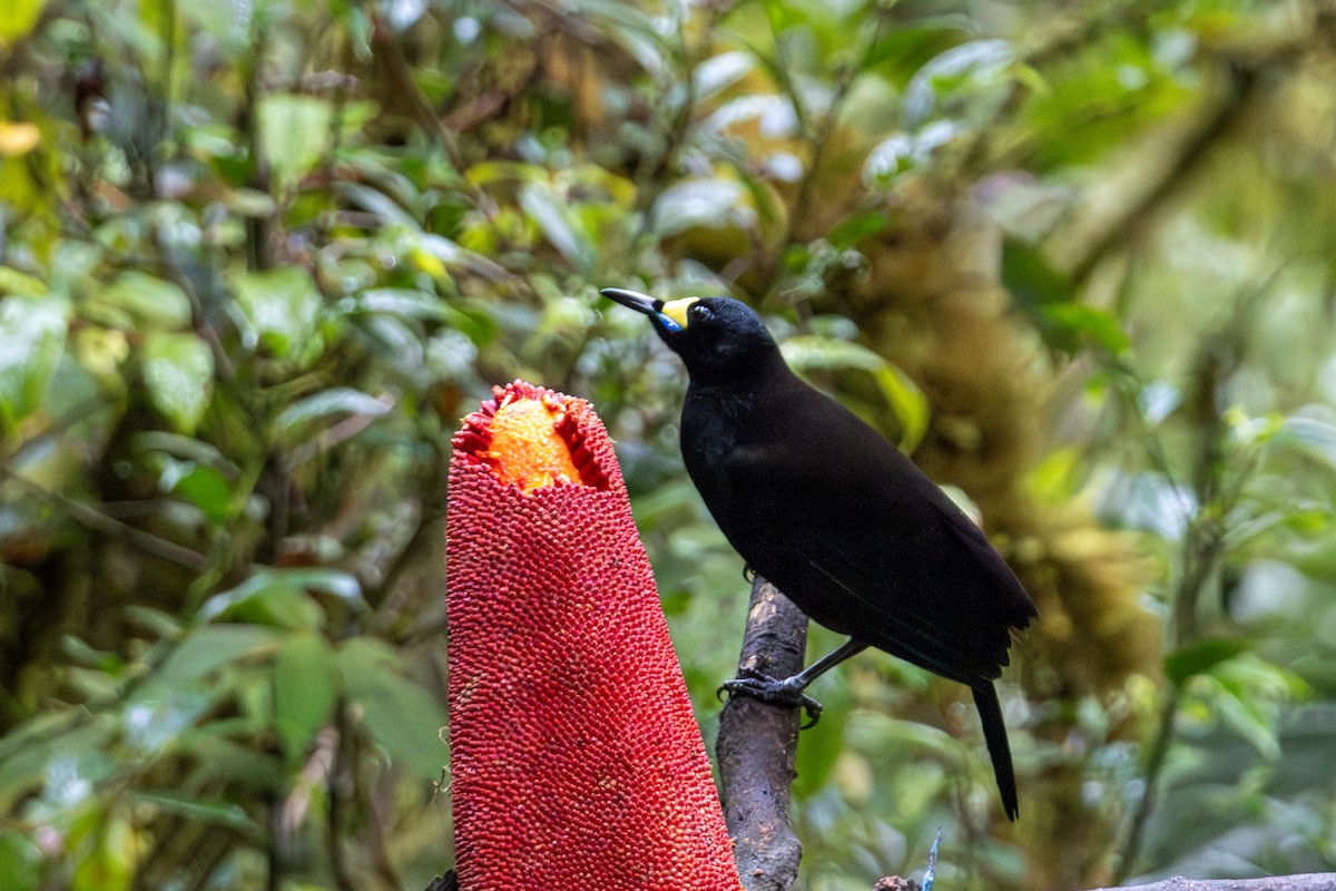 Long-tailed Paradigalla - ML645278327