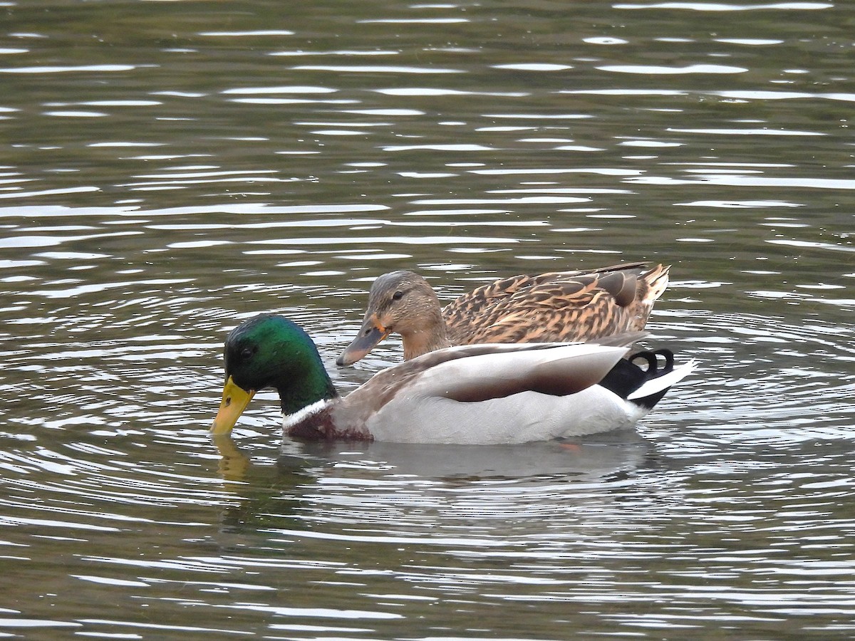 Кряква - ML645278335