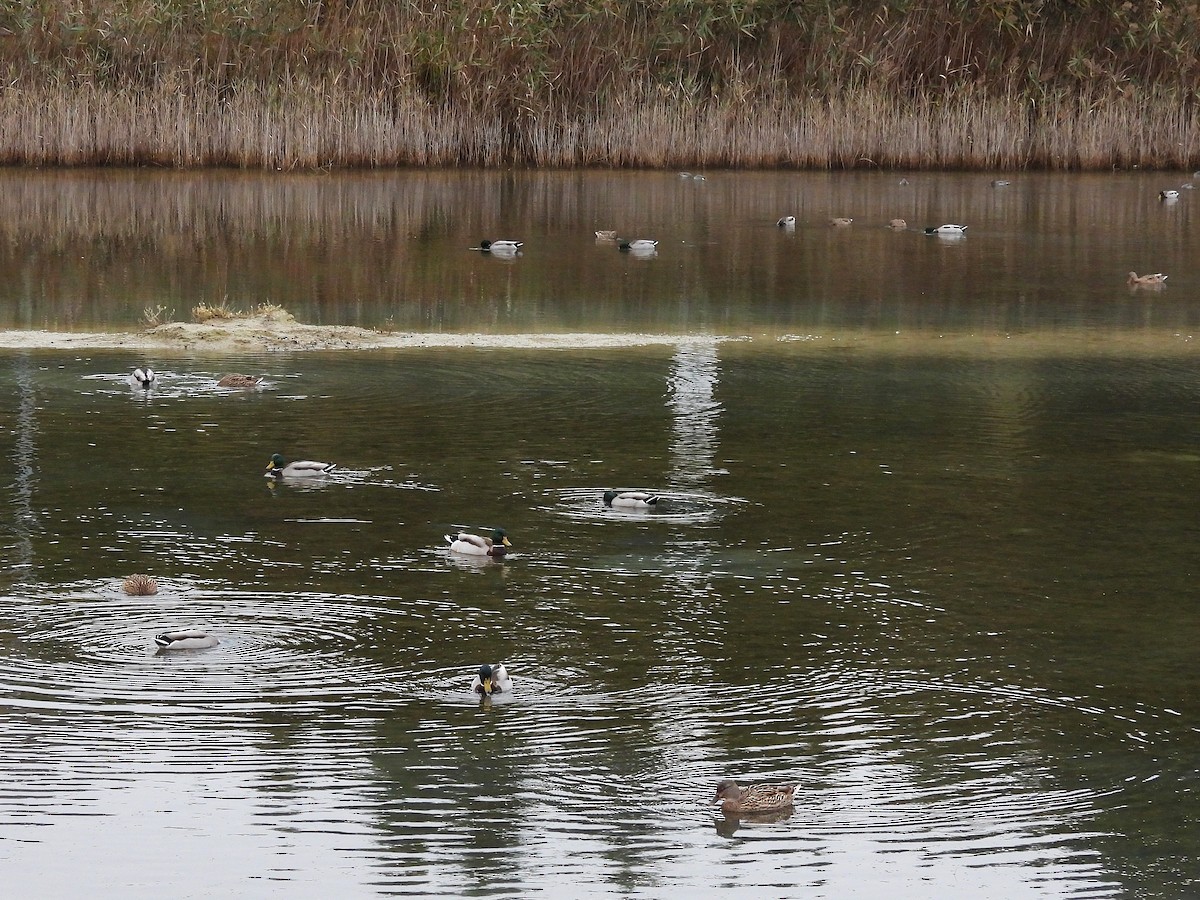 Кряква - ML645278336