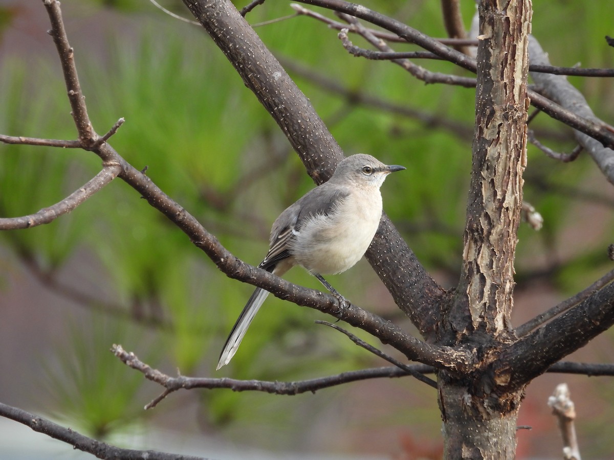 Northern Mockingbird - ML645278347