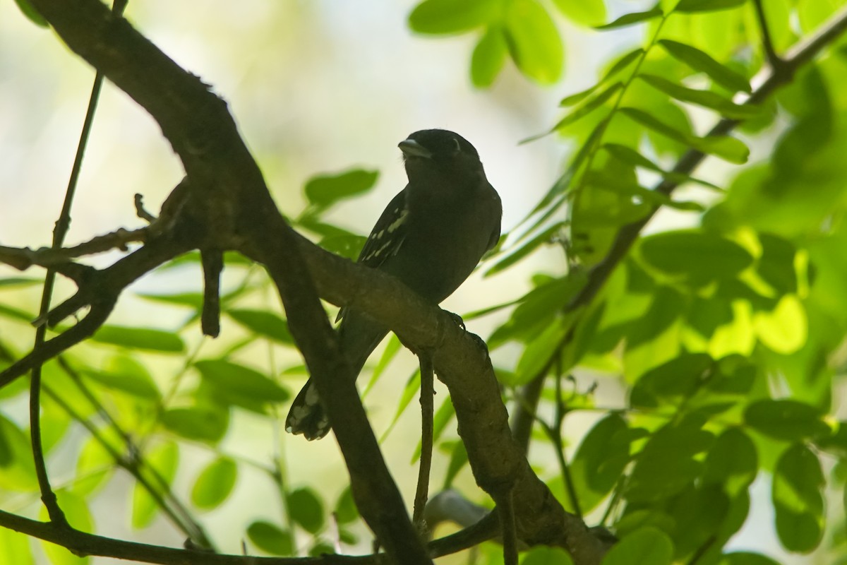 ハジロカザリドリモドキ - ML645278348