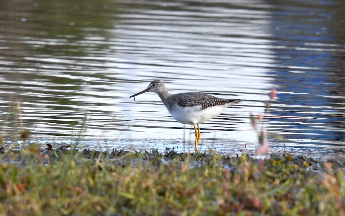 Greater Yellowlegs - ML645278370
