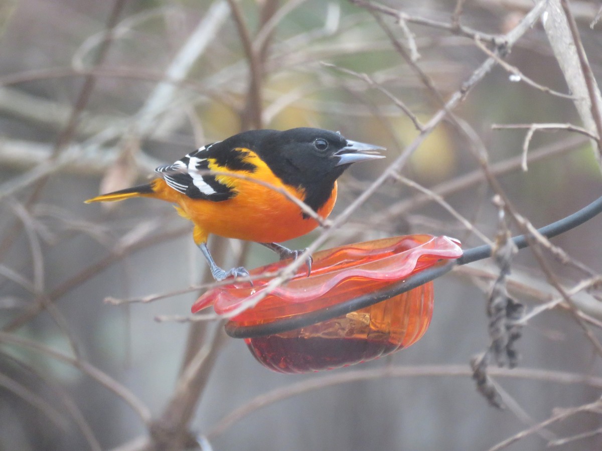 Балтиморский трупиал - ML645278373