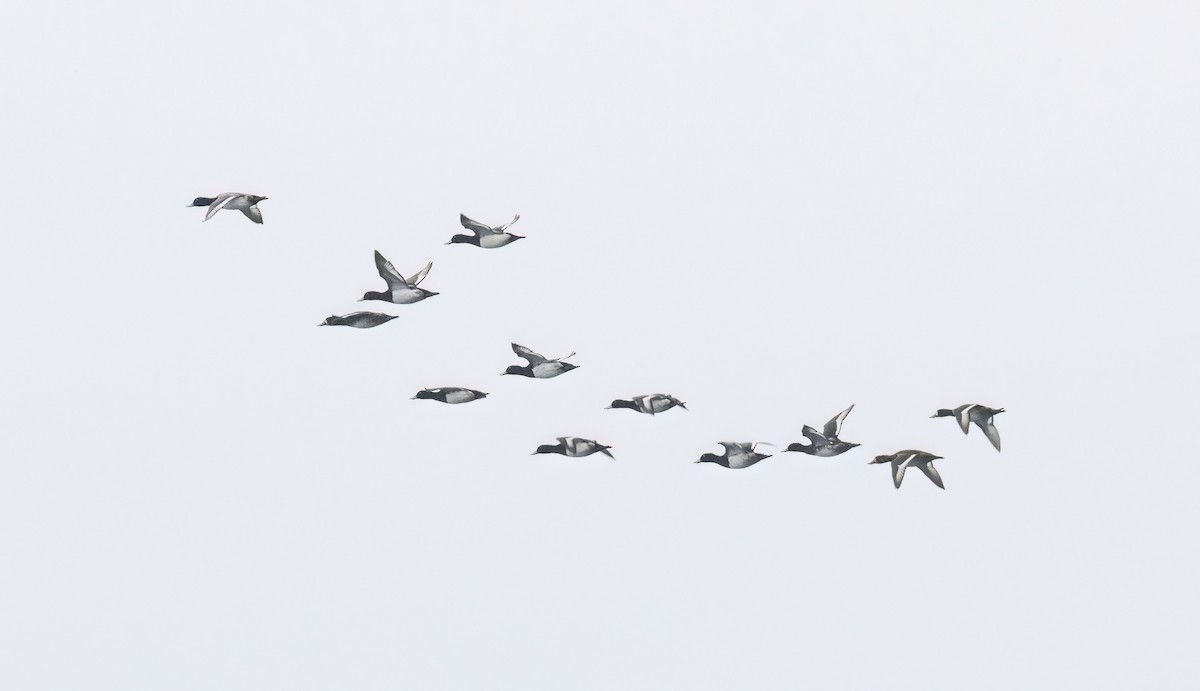 スズガモ - ML645278381