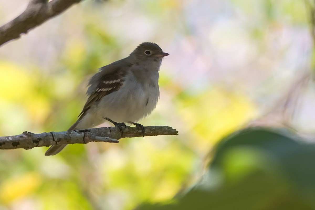 メジロシラギクタイランチョウ - ML645278383
